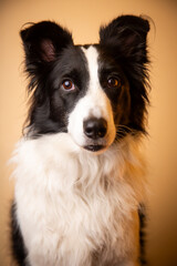 Border collie retrato fondo amarillo