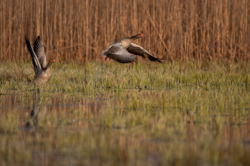 Gęsi © Marcin