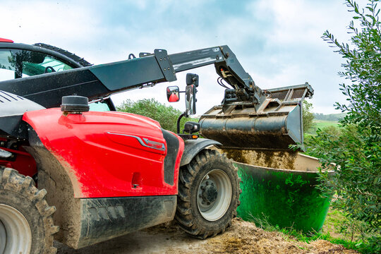Telescopic handler loading olives into a container during harvest season
