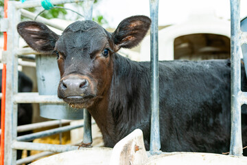 Black calf standing in a barn stall on a farm © pacoocimage