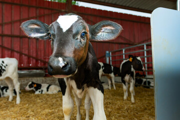 Curious calf standing in barn with other calves