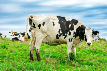 Dairy cow grazing in green pasture under cloudy sky with other cows resting