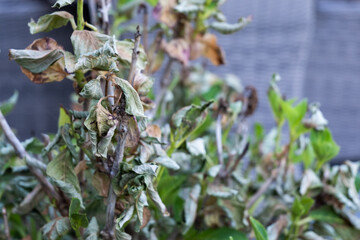 Dried flowers symbolizing transience and natural cycle, close-up of withered plants