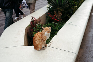 Ginger Cat Seets by Green Plants