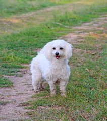 Maltipoo puppy sitting on green grass. Small Maltese dog playing outdoors