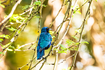 Fototapeta premium Greater Blue Eared Starling