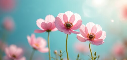 Close-up macro view of soft pink cosmos flowers blooming in sunlight against bright turquoise sky. Delicate petals, green centers, slender stems create serene, natural background ideal for beauty