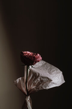 Pink Rose Wrapped in Paper Against a Dark Background