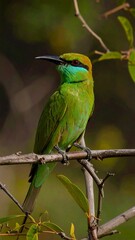 A vibrant green bird perched on a branch