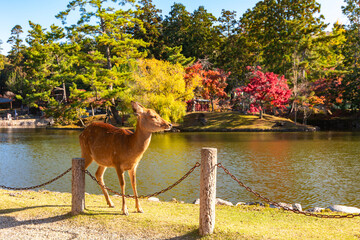 Wild deer in Nara park in autumn, Japan