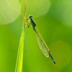 A vibrant green dragonfly perched on a blade of grass in bright sunlight