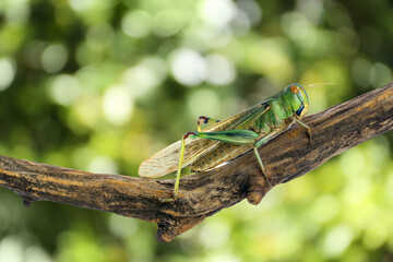 Locust on branch against blurred green background