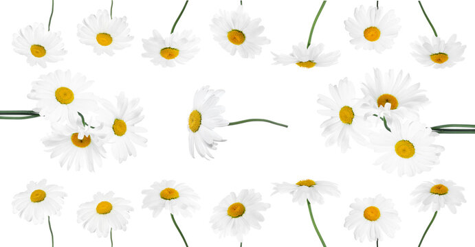 Set of chamomile flowers isolated on white