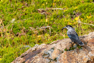 岩にのるホシガラス