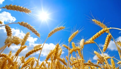 Golden wheat field under a bright sky
