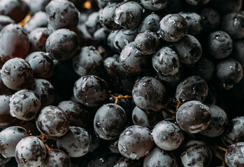 Rich black grapes with droplets ready for harvest in a vineyard