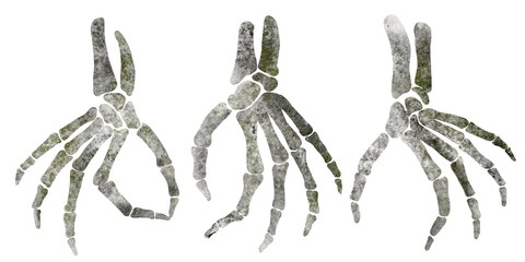 Skeleton hands watercolor painting set with palm, fingers, phalanges, bones, wrist, arm, anatomy parts for print, poster, decoration, illustration, icon, sign, design elements.