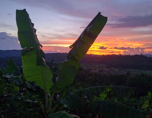 Banana leaves frame a vibrant sunset over a valley