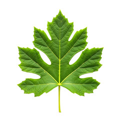Fototapeta premium A single vibrant fig leaf with distinct palmate lobes and prominent veins isolated on a transparent background for nature usage.