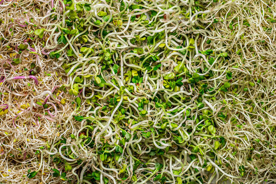 Colorful Assorted Sprouts