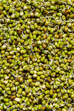 Sprouted Mung Beans Macro
