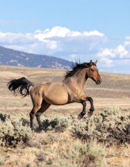 A light brown horse in a field, running