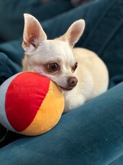 Cute beige chihuahua dog is lying on the sofa with bright red, yellow and white ball waiting for her owner to play