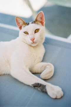 Kitty of Molivos 