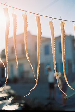 Fresh caught octopus drying in the sun
