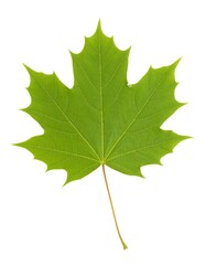 Vibrant green maple leaf, isolated on white