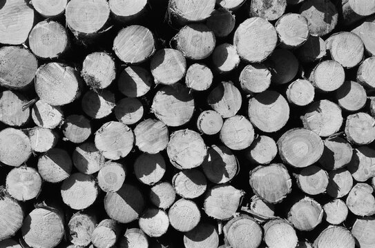 Pile of cut wooden logs