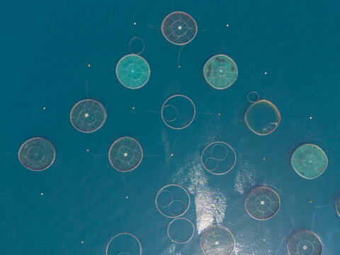 Drone photo of circular fish enclosures floating in the Black Sea, near Arsin, Trabzon, Turkey. Aquatic structures in deep blue water, symbolizing modern marine cultivation and food resources.