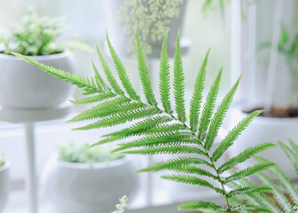 Fern frond close-up in soft window light