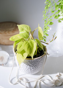 Golden philodendron in white ceramic planter