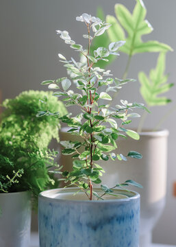 Potted plant with small variegated leaves