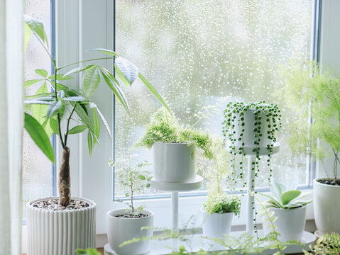 Houseplants by window on rainy day