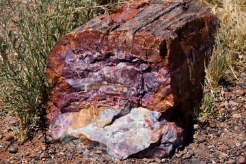 old tree bark petrified stump