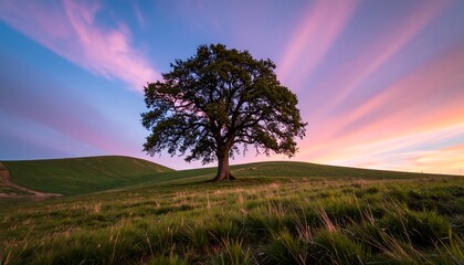 A lone tree on a grassy hill at sunset