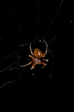 Hairy spider with white mark