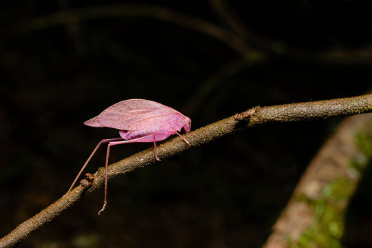 Pink katydid on twig