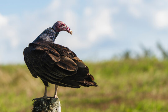 Turkey vulture perched on post