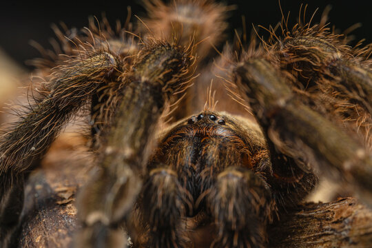 Macro portrait of Euathlus tarantula