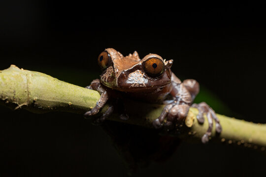 Spiny casque-headed frog on branch
