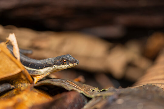 Anolis oxylophus in dry leaves