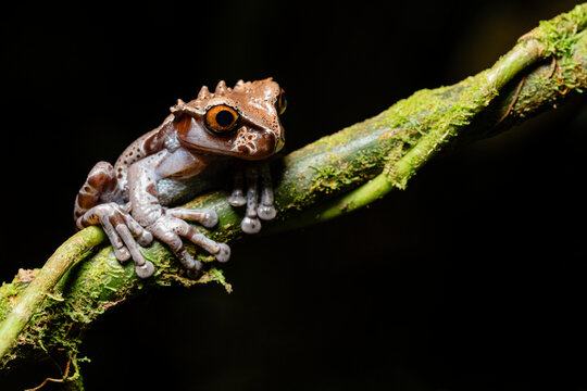 Crowned tree frog on mossy branch
