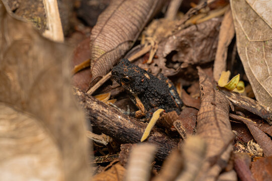 Infernal toad on forest floor