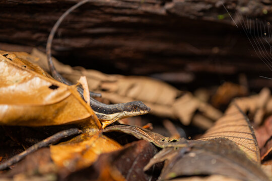 Anolis oxylophus hidden on forest floor