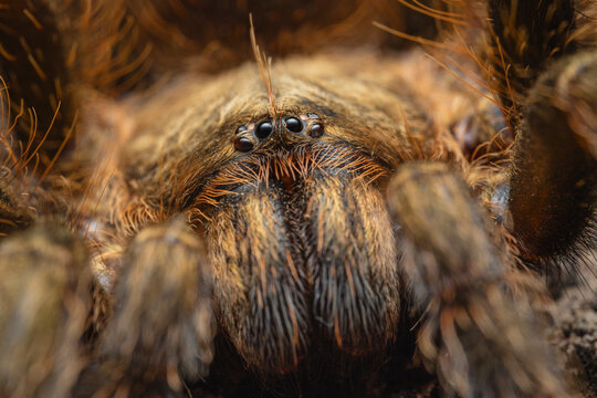 Euathlus tarantula eyes in extreme detail