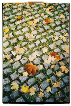 Maple Leafs on Pavement with Textured Background

