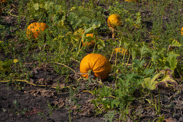 Vibrant orange ripe pumpkin growing in a large pumpkin field under natural daylight, symbol of autumn harvest season, agriculture, organic farming, Thanksgiving traditions